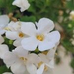 Jamesbrittenia grandiflora Kukka