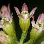 Ribes viscosissimum Flower