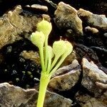 Primula auricula Plod