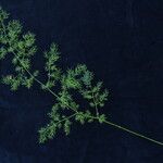 Asparagus filicinus Hábito