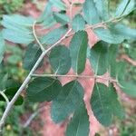 Diatenopteryx sorbifolia Leaf