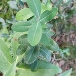 Bupleurum fruticosum Leaf