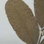 Mabea speciosa Otro