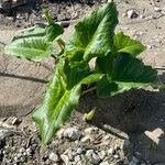 Arum pictum Leaf