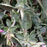 Teucrium × lucidrys Fuelha