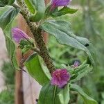 Echium rosulatum Floare