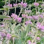 Phlomis italica Λουλούδι