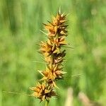 Carex otrubae Kvet