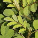 Indigofera hirsuta Leht