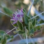 Centaurea bruguieriana Kvet