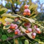 Euonymus japonicus Плод