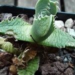 Faucaria tigrina ശീലം
