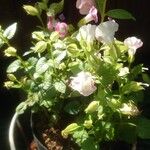 Torenia fournieri Flower