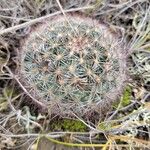 Pediocactus simpsoniiLeaf