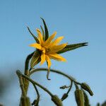 Solanum lycopersicumFlor