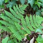 Dryopteris intermedia Liść