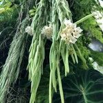 Hoya linearis Květ
