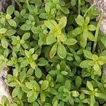 Galium murale Deilen