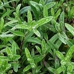 Dianthus deltoides Liść