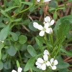 Cardamine bellidifolia 葉