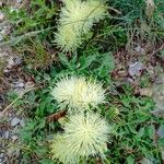 Centaurea acaulis Hábito