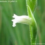 Spiranthes aestivalis Virág