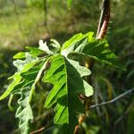 Distimake dissectus Leaf