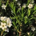 Diosma hirsuta 葉