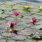 Nymphaea rubra Fiore