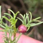 Artemisia campestris Ffrwyth