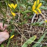 Genista depressa