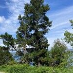 Pinus leucodermis Libunga