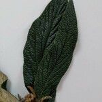 Viburnum rhytidophyllum Blad