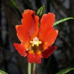 Diplacus puniceus Flower