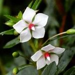 Sauvagesia erecta Květ