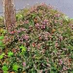 Erica carnea Costuma