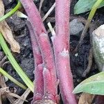 Oenothera macrocarpa বাকল