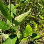 Asclepias syriaca Frucht