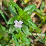 Oldenlandia corymbosa Flower