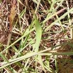 Melinis minutiflora Leaf