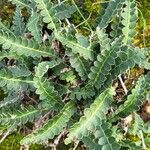 Asplenium ceterach Feuille