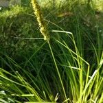 Carex vulpinoidea Хабит