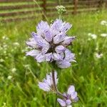 Campanula cervicaria Fleur