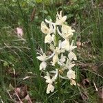 Orchis provincialis Flor
