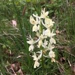 Orchis provincialis Bloem