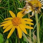 Arnica montanaBloem