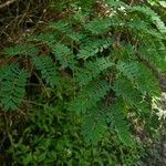 Caesalpinia decapetala Frunză