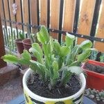 Schlumbergera bridgesii Fulla