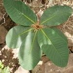 Euphorbia neohumbertii Leaf