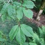 Acer cissifolium Folha